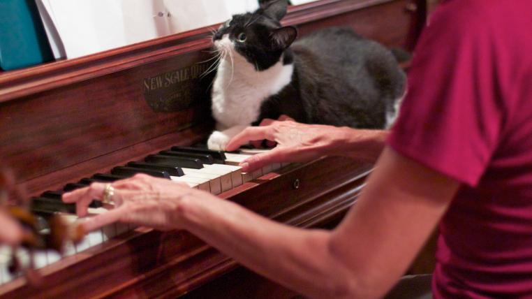 klavierkatze.jpg