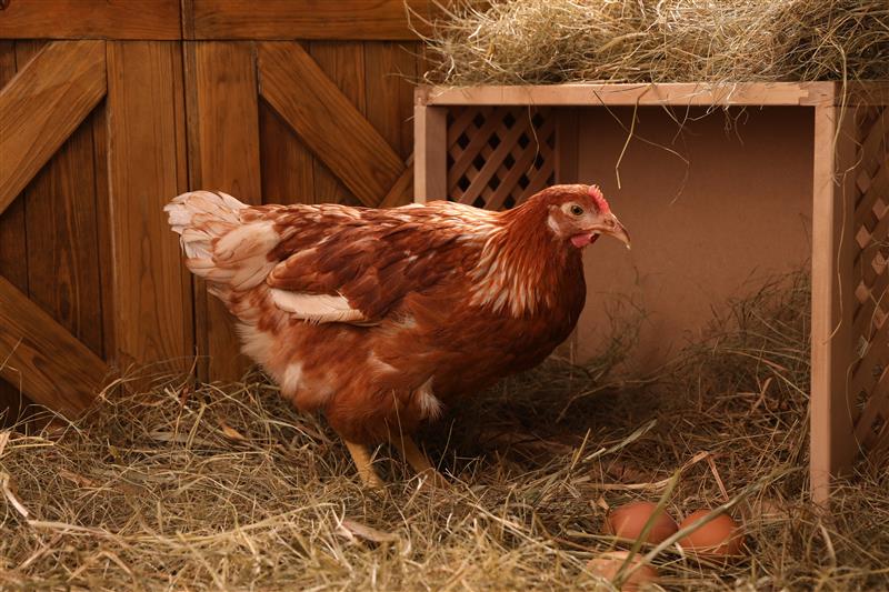 Massnahmen zur Eindämmung der Vogelgrippe werden verlängert