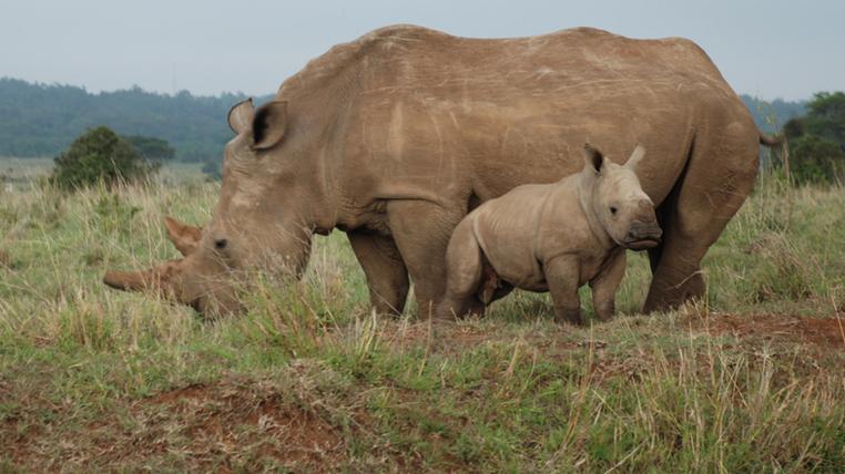 rhino1.jpg