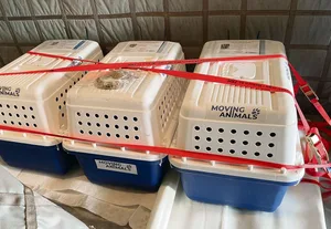 Gut gesichert verbringen die Katzen den Flug in Transportboxen im Frachtraum.