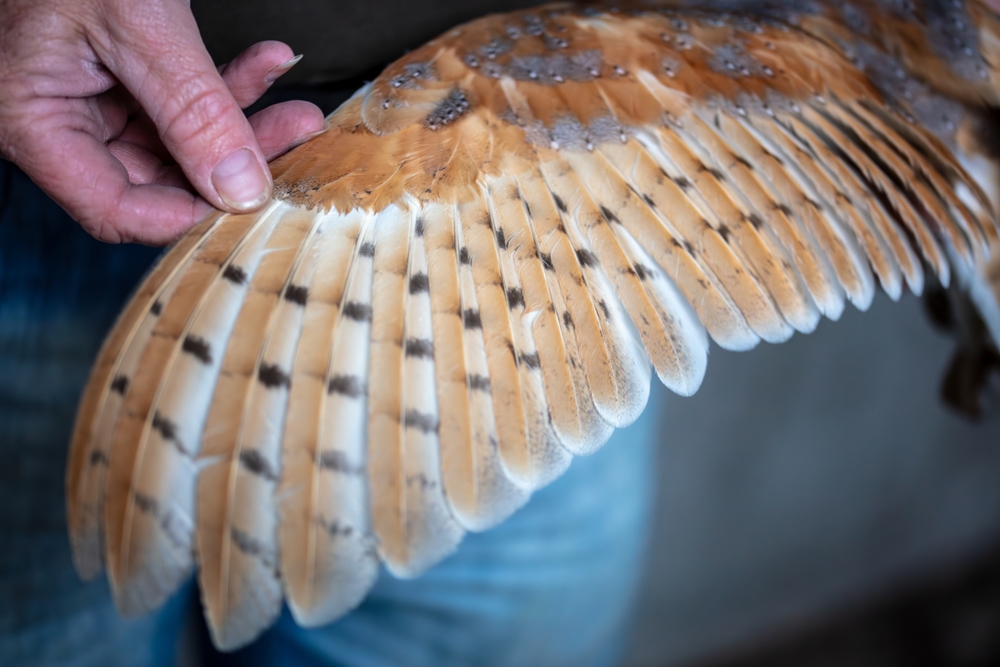 Welche Vogelfeder ist das?