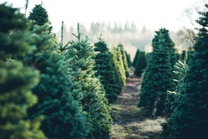 Das Tannenbäumchen ist für viele ein fixer Bestandteil ihres Weihnachtsfest. Aus ökologischen Gründen, lohnt es sich jedoch Gedanken über eine mögliche Alternative zu machen.