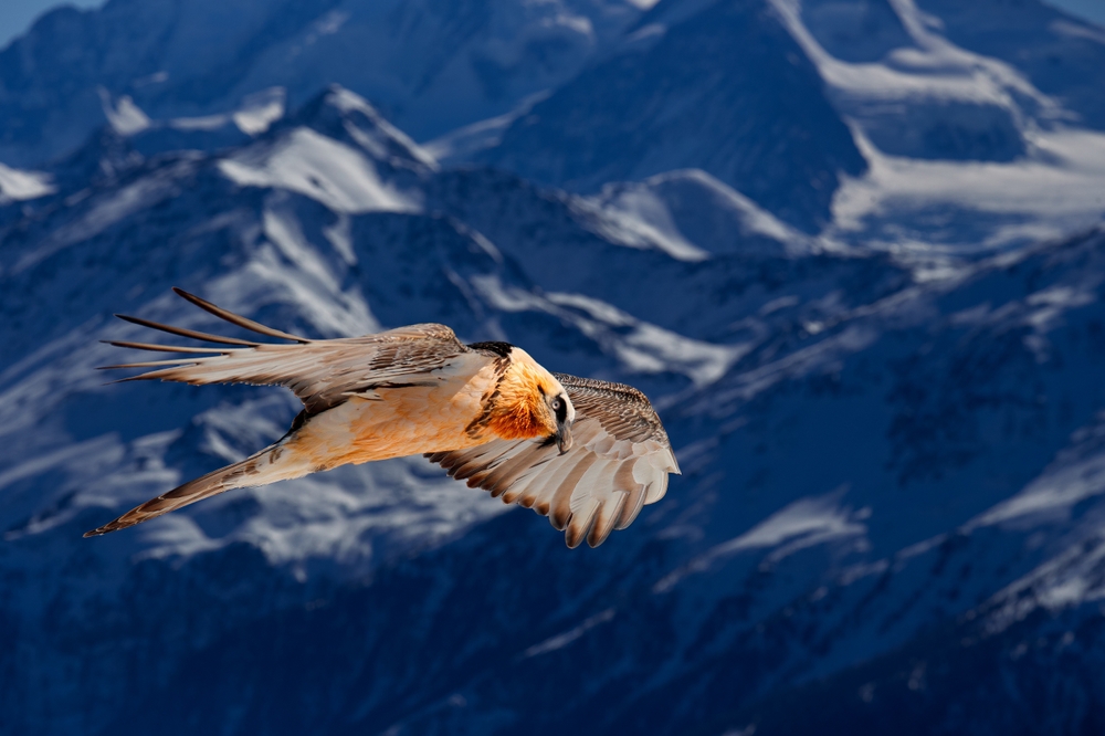 Bartgeier in den Alpen: Ein majestätischer Jäger kehrt in die Schweiz zurück