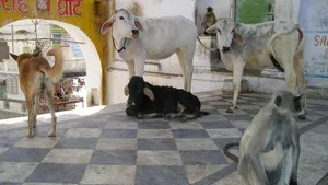Affen, Hunde und Kühe leben zusammen in den Strassen von Delhi.