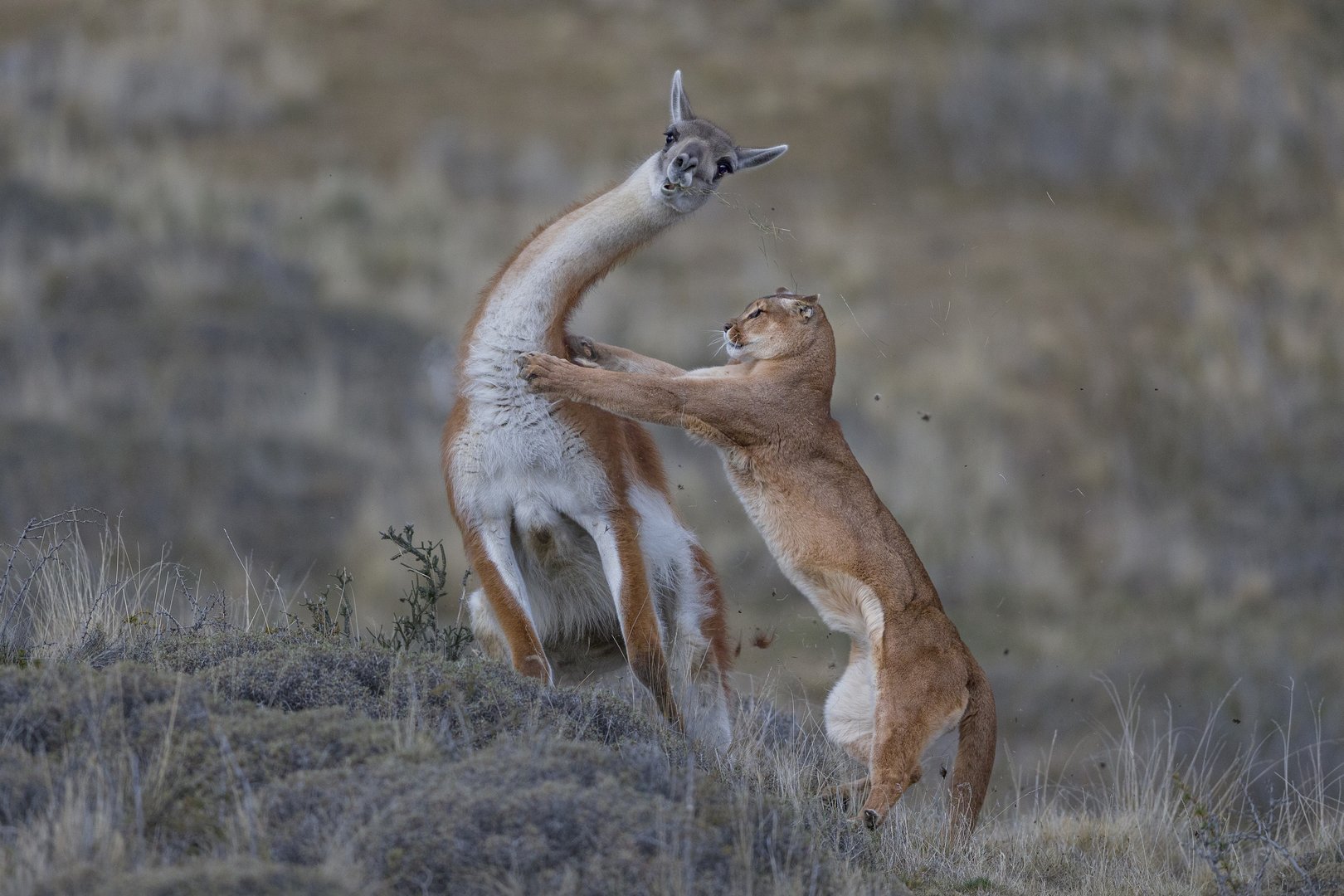 Puma