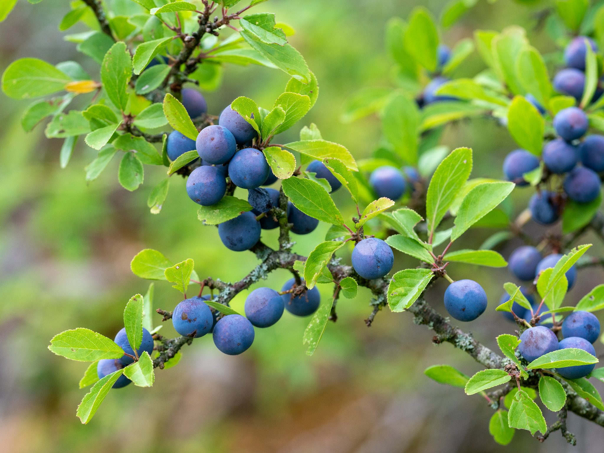 Welche Beeren kann man auch im Herbst ernten?
