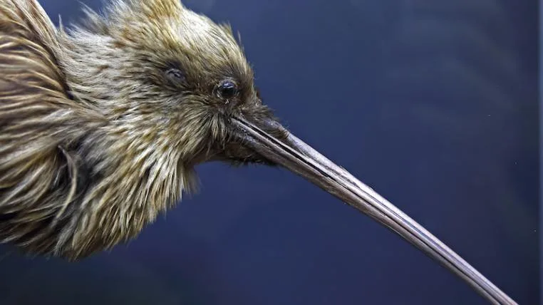 acf07c83ad58c370a7b8f0dd2e1ac277e19575b3 Kiwi