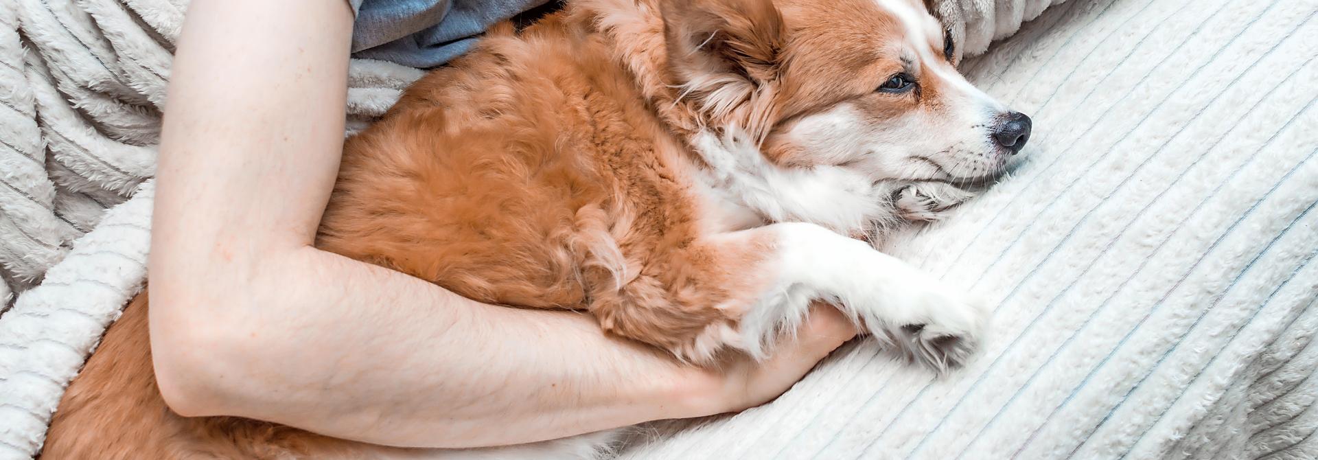 Mann kuschelt im Bett mit Hund