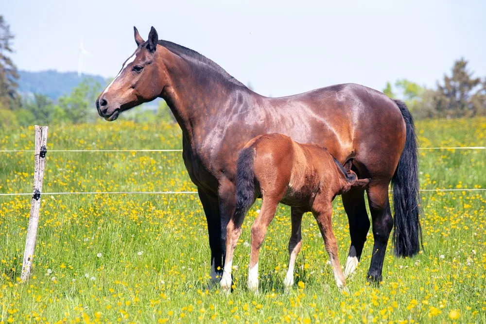 shutterstock_1965171259 So hat sich die Tierhaltung in der Schweizer Landwirtschaft verändert