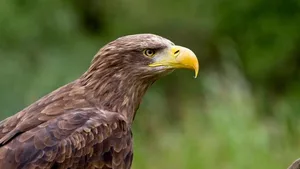 Der Seeadler ist nur einer vielen Tiere, die im Rahmen des Thementags zum ,Naturparadies Österreich» auf «3Sat» zu sehen sind.