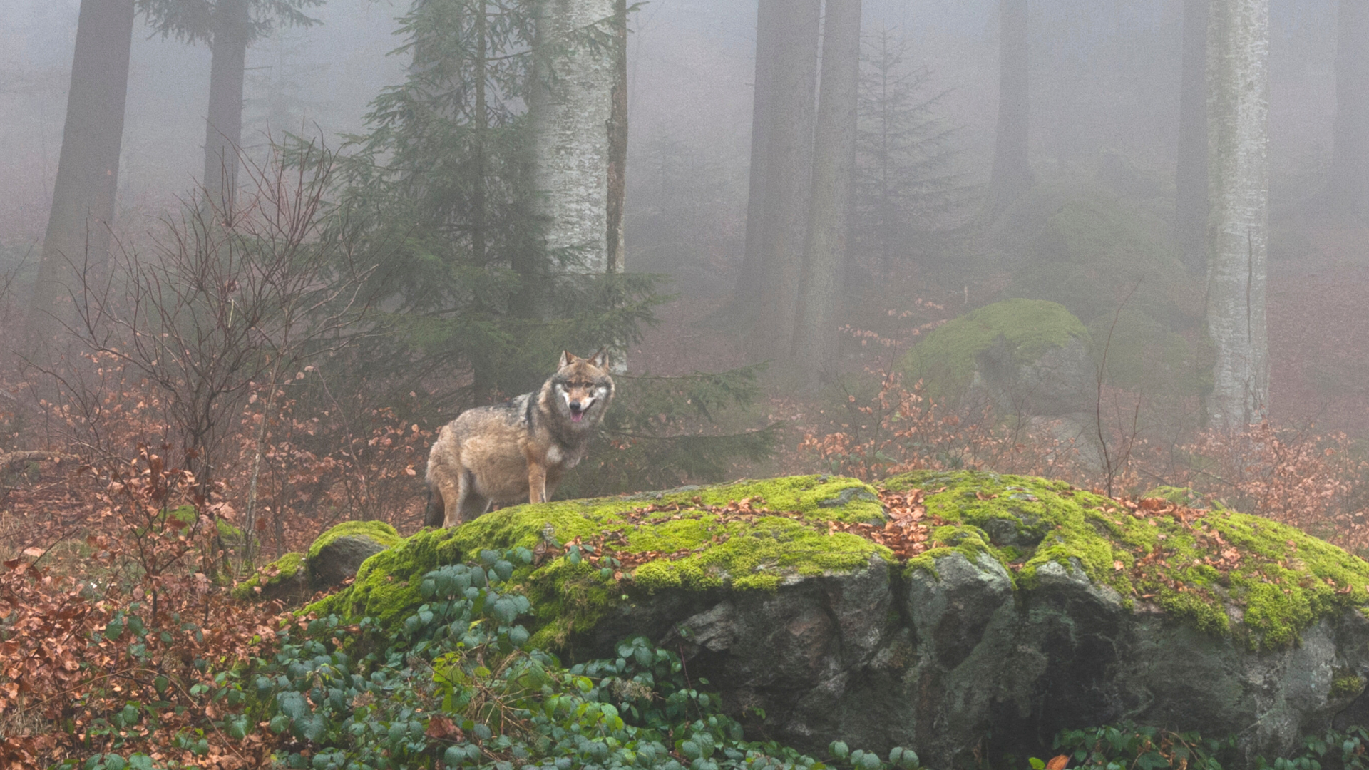 Der Wolf bleibt «streng geschützt»