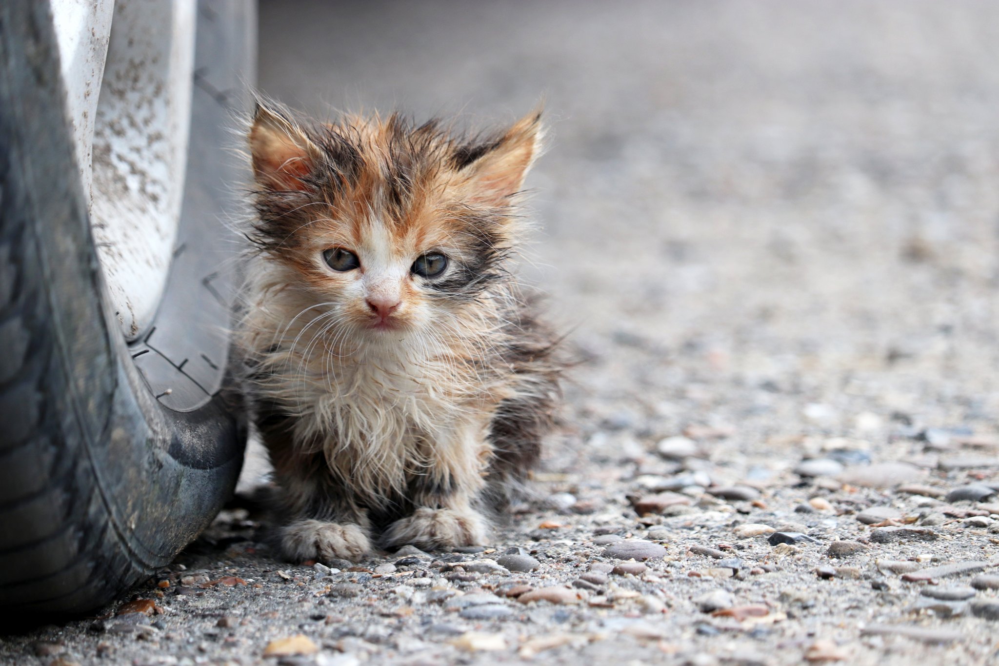 Warum das Katzenleid in der Schweiz hoch ist