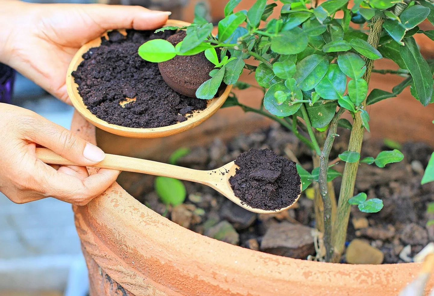Biodünger im Garten
