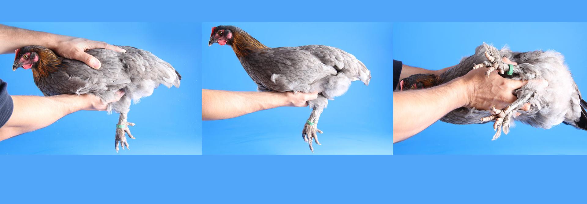huhn halten