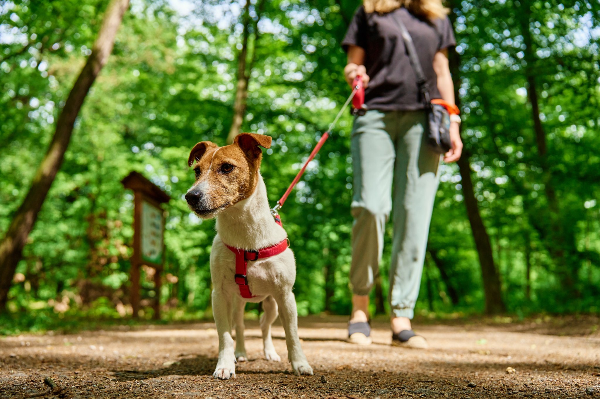 Hundekurse werden im Kanton Basel-Stadt wieder Pflicht