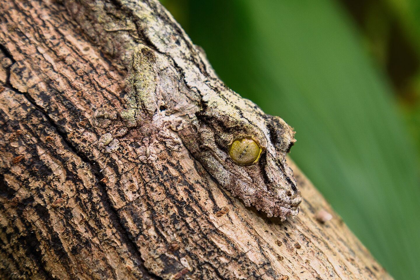 Gecko