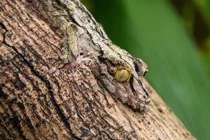 Der Gecko auf dem Baumstamm ist eben so gut getarnt wie das Zwergseepferdchen in den Korallen oder der Moosfrosch im Tümpel.