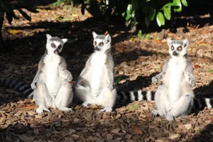 Diese Kattas sonnen sich im Bioparc in Bellevue (GE).