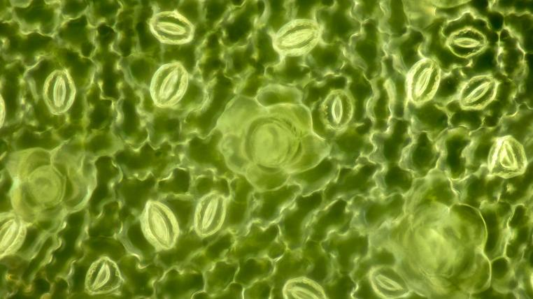 Stomata in Pflanzenblatt