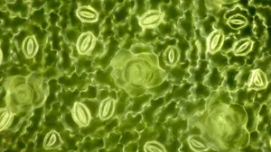 Über die aus zwei gebogenen Zellen bestehenden Spaltöffnungen oder Stomata (im Bild die kleinen, hellen Strukturen), tauscht eine Pflanze Stoffe mit ihrer Umgebung aus.