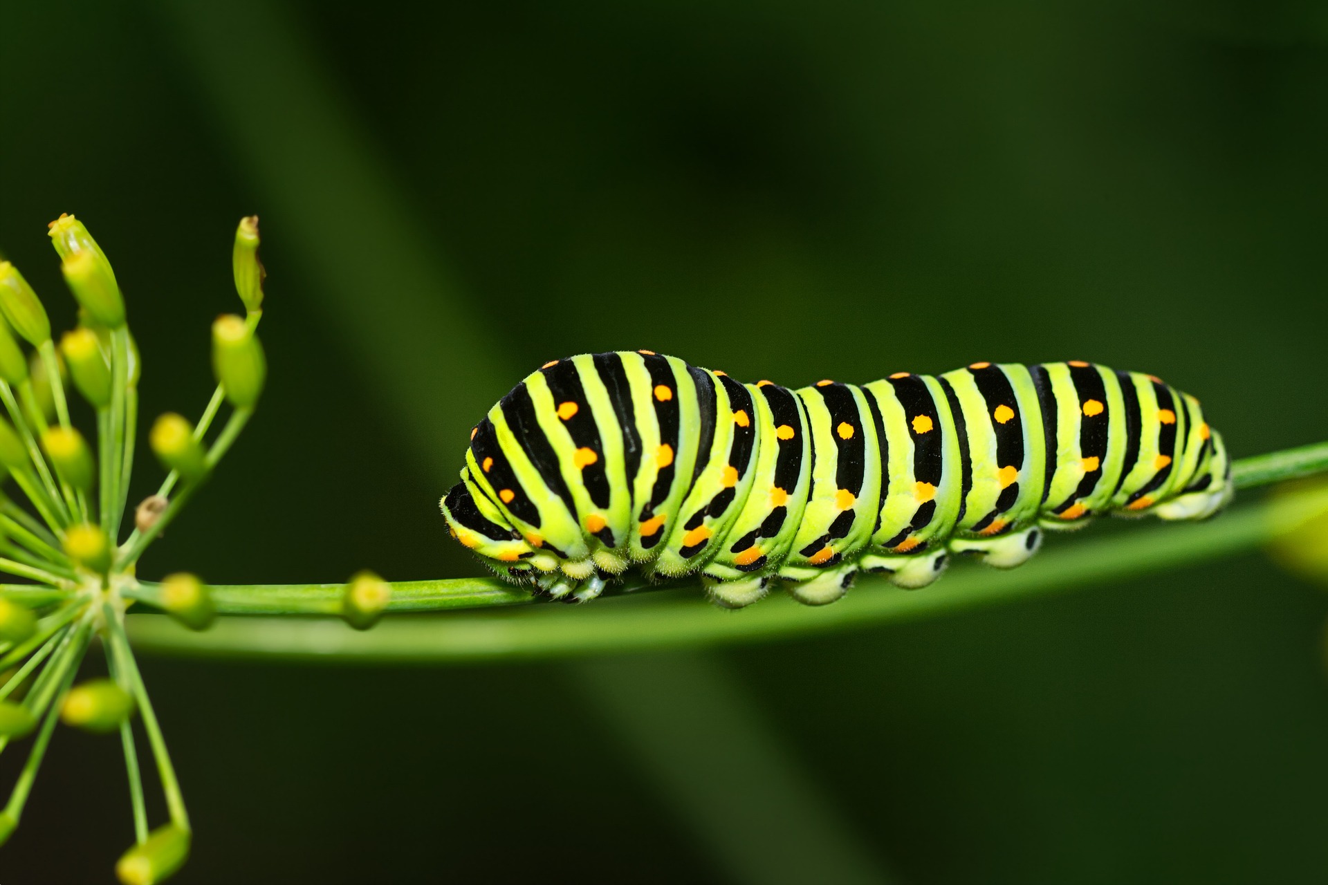 Welche Raupe wird zu welchem Schmetterling?