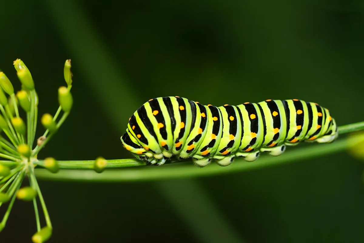 Raupe1 Welche Raupe wird zu welchem Schmetterling?