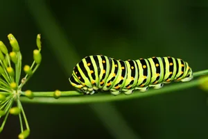 Die Raupe des Schwalbenschwanzes ist den ganzen Sommer über auf Doldengewächsen zu finden.