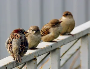 Früher wurde der Spatz oft gejagt. Heute weiss man um seinen Wert.