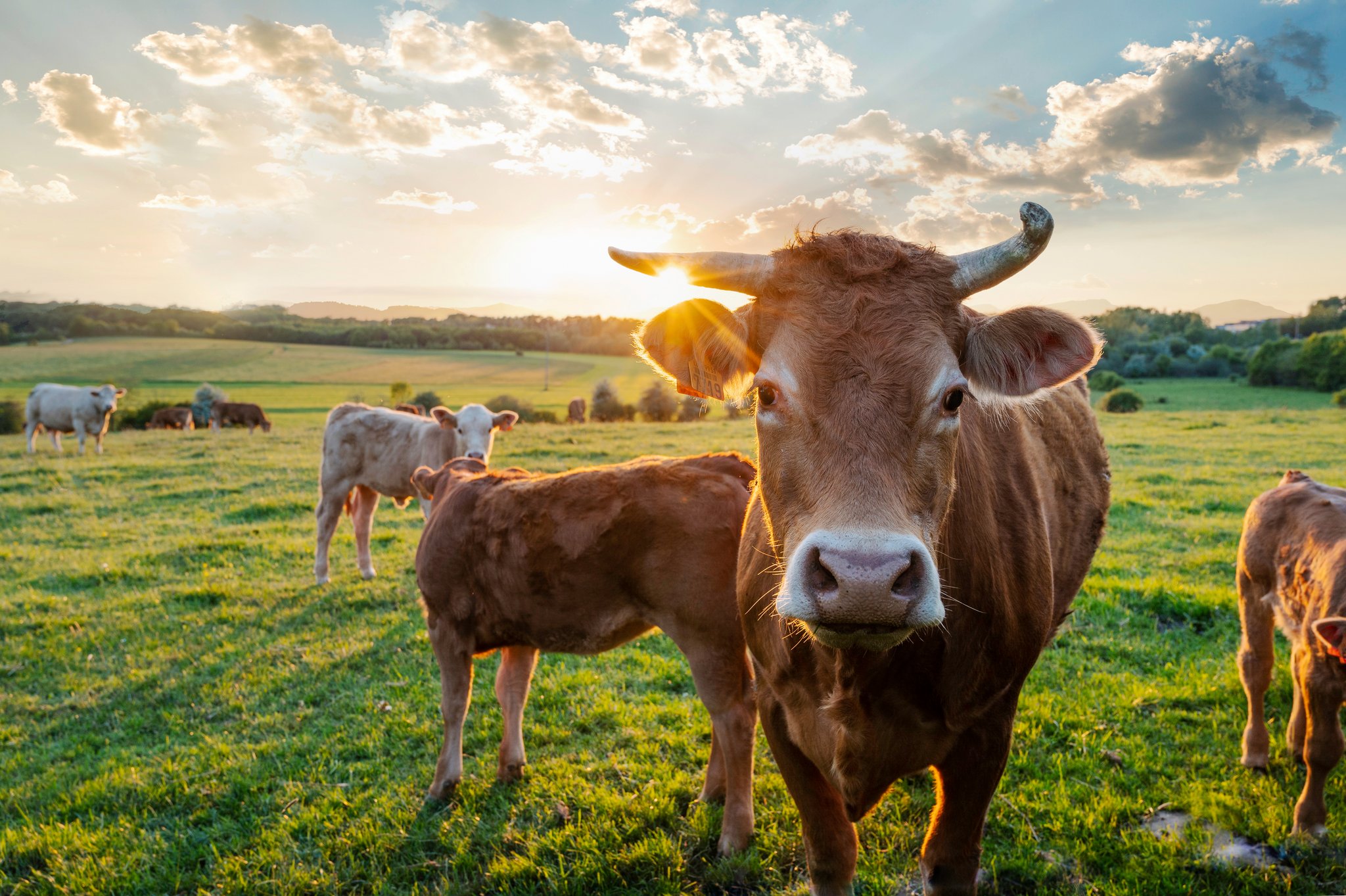 «Die Lebensmittelindustrie ist eine grosse Sauerei»