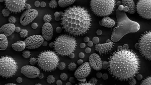 Die Pollen verschiedener Pflanzen unter dem Mikroskop.