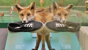 «Dr Pöschtler-Schreck» ist eine der Geschichten aus dem Naturmuseum Solothurn, erzählt im untenstehenden Video. Sie dreht sich um einen «Problemfuchs».