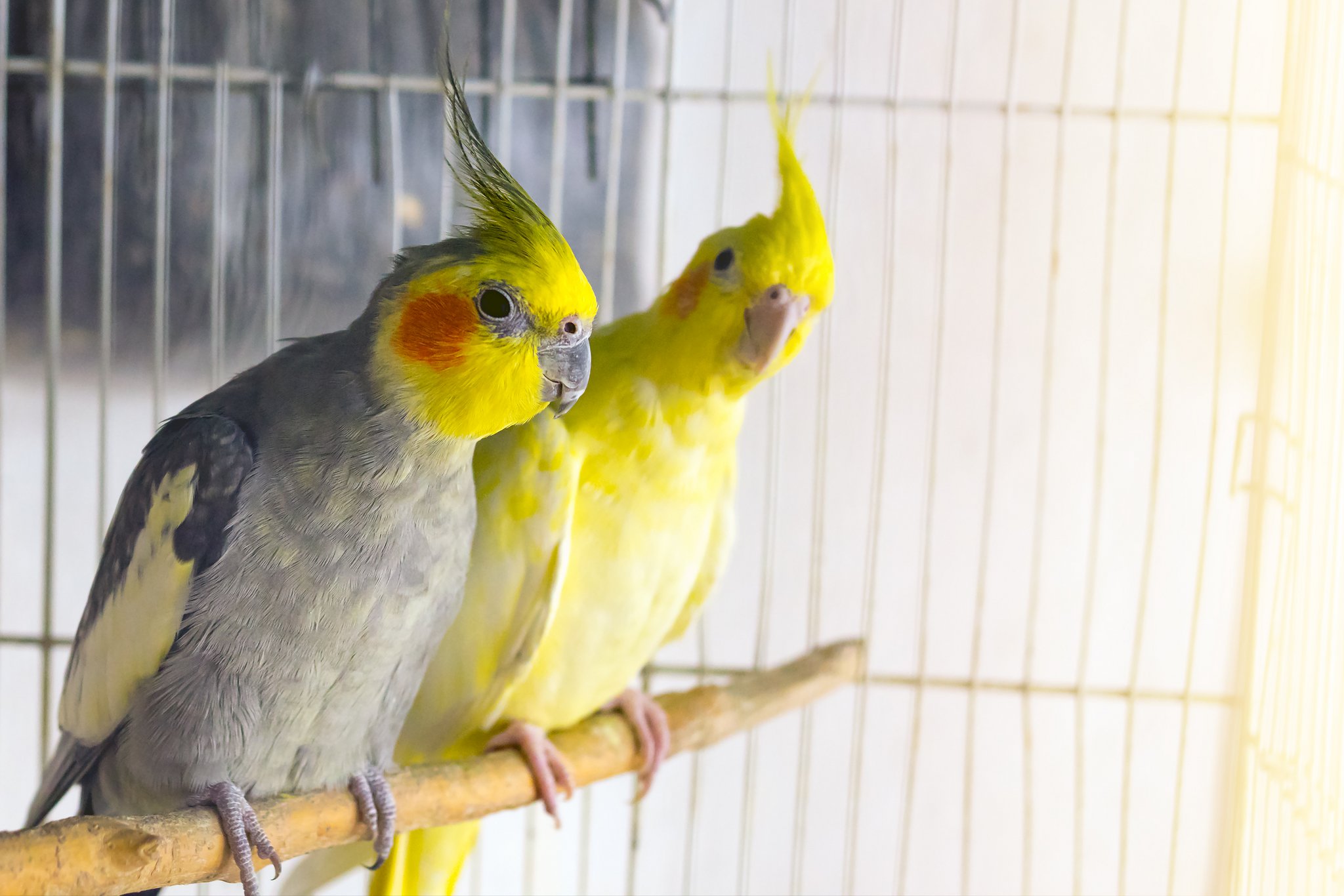 Viele Vögel werden privat nicht artgerecht gehalten