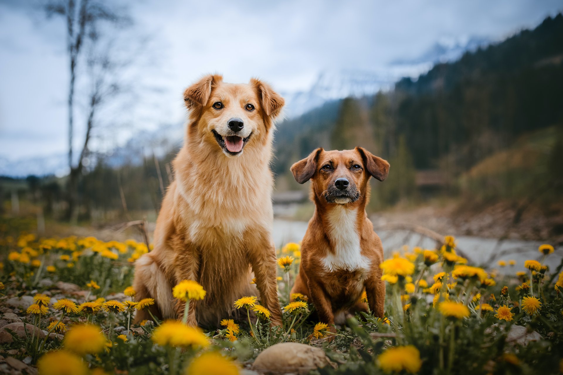 So viele Hunde gibt es in der Schweiz