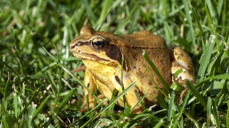 Grasfrosch1.jpg