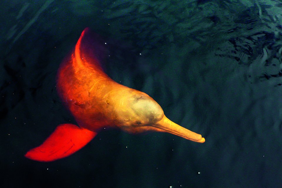 Amazonas-flussdelfine sind fast blind. Mit Hilfe von Echoortung finden sie sich in dem trüben Wasser zurecht.