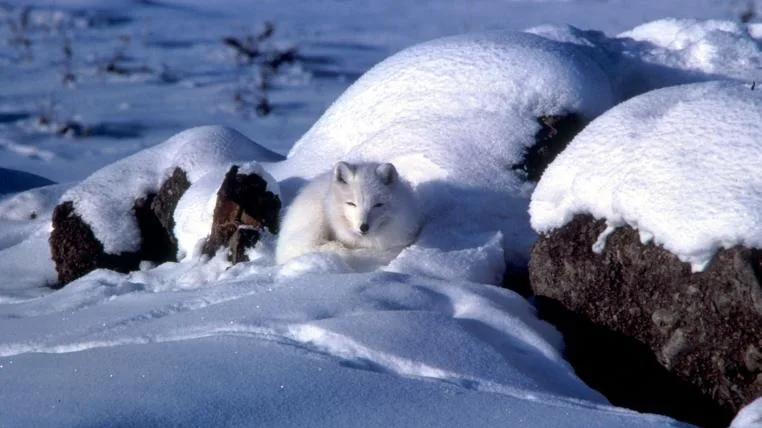 561658f443d670bfd47ff5ebc6d5035708b63c7f Polarfuchs