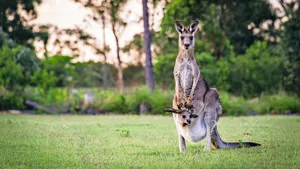 Ein Graues Riesenkänguru mit einem Baby, auch Joey genannt, im Beutel.