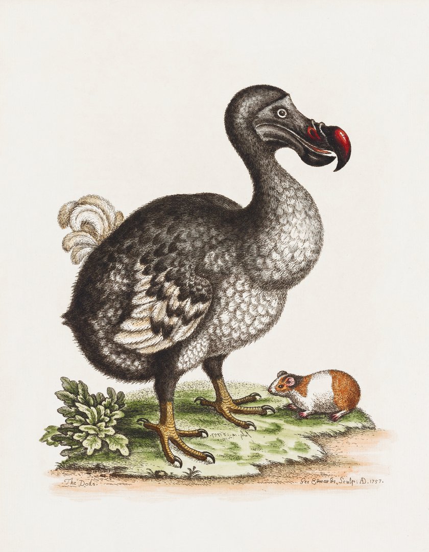 Dodo: von wegen Tollpatsch