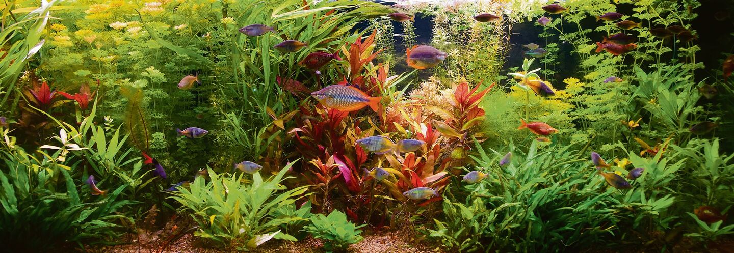 Aquarium