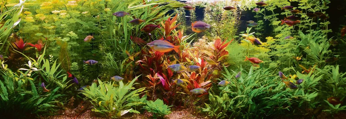 61b85f0b3c64b2fb1103fb76b12e7122dc3af95ad30199160f3a5a843de0c020 Aquarium