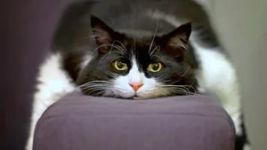 Stress beziehungsweise Aggressionen und Depressionen sind bei Indoor-Katzen ein grosses Thema.