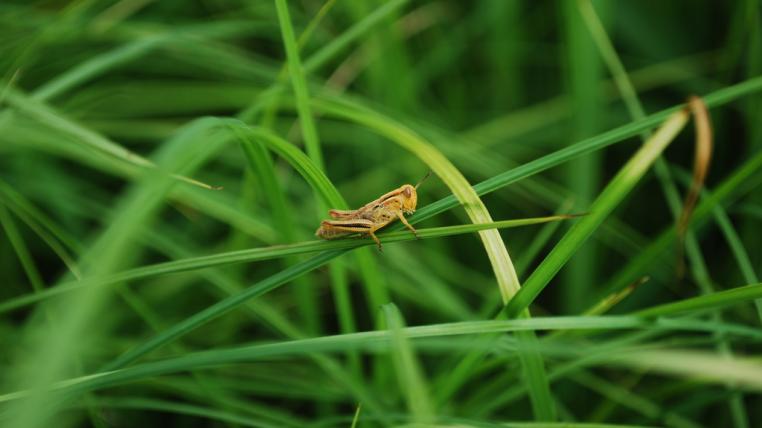 grasshopper.jpg