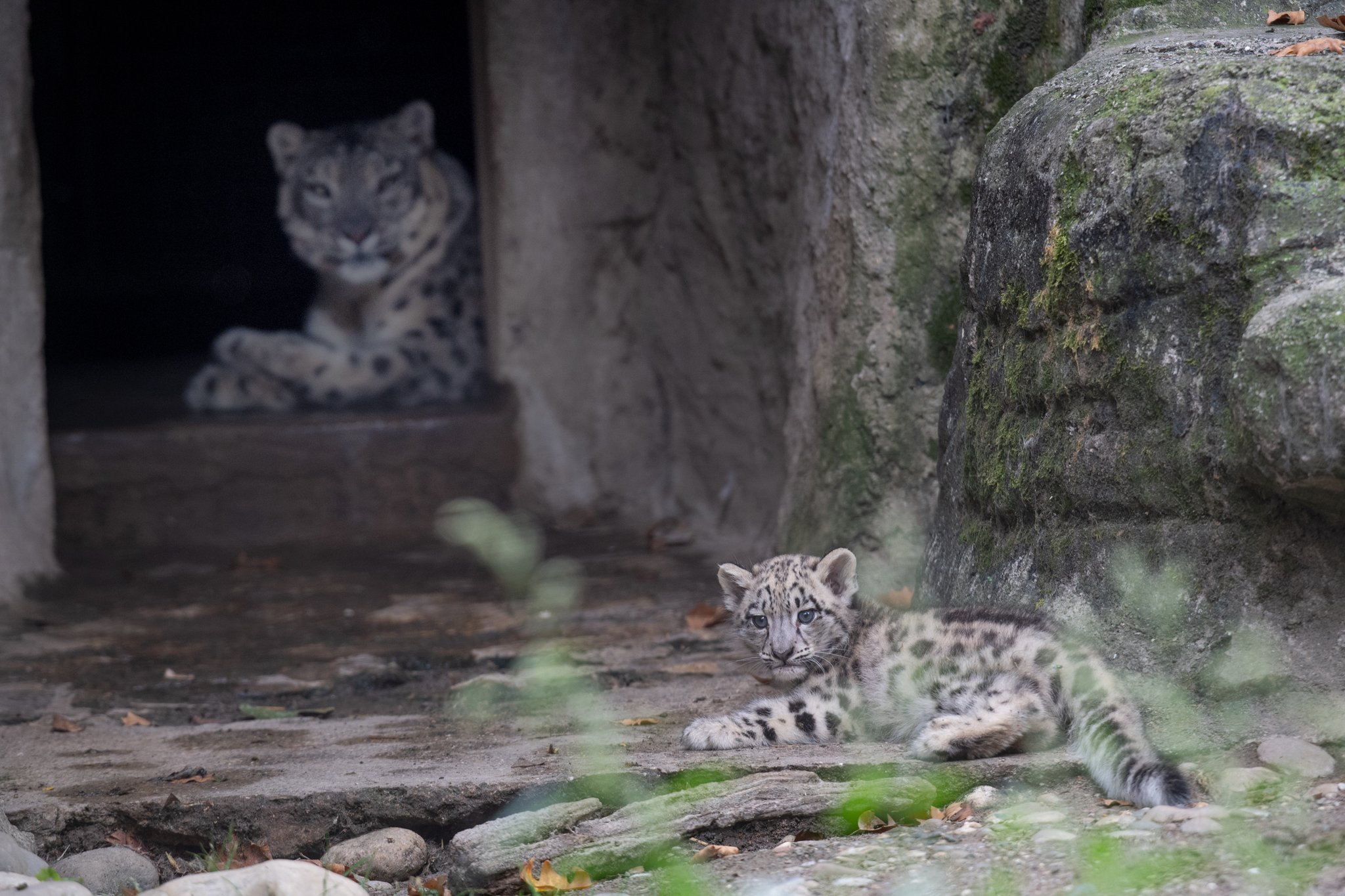 Ein Jahr voller Babyglück im Zoo Basel