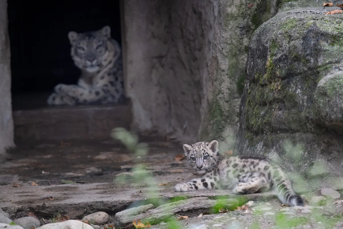 Foto_Jungtier_SCHNEELEOPARD__IRBIS_Panthera_uncia_2024_09_03_010_SLE Ein Jahr voller Babyglück im Zoo Basel