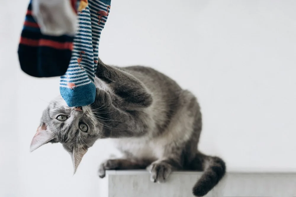 shutterstock_1808819515 Wenn der Stubentiger zum Kleptomanen wird