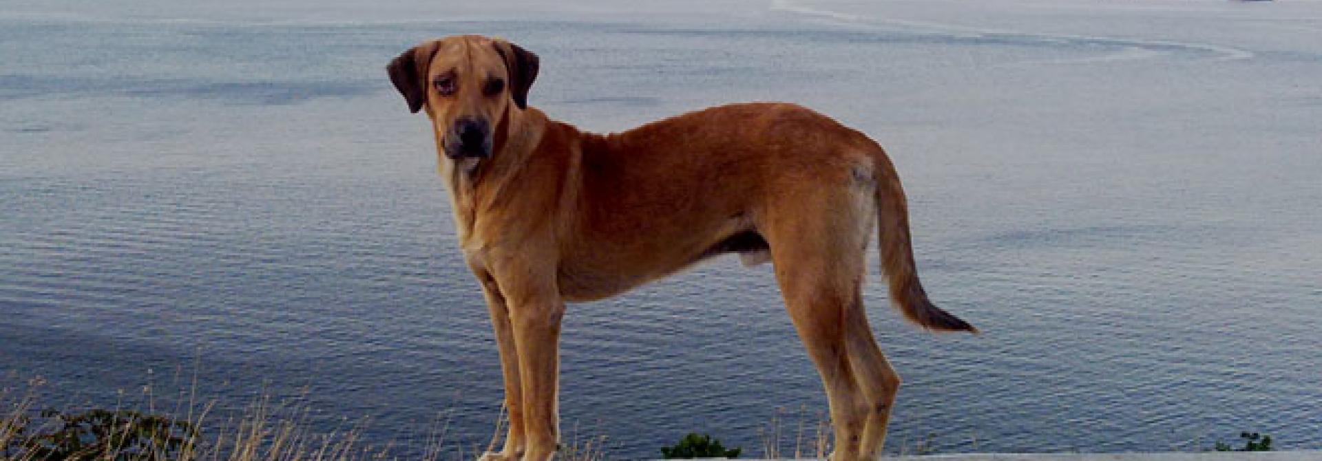 strassenhund-elegant-s-by-sa_s.jpg