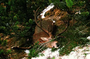 Im November 2004 traf Heinrich Haller auf dieses erschreckende Bild. Der Hirsch fiel einem Wilderer zum Opfer.