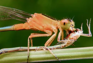 Als Räuber machen Libellen Jagd auf andere Insekten. Artgenossen bilden keine Ausnahme.