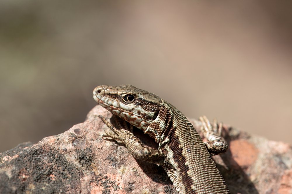 Biodiversität zwischen Stein und Spalt