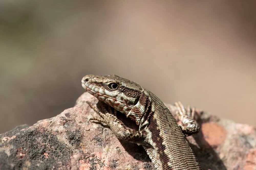 shutterstock_2692864665 Biodiversität zwischen Stein und Spalt